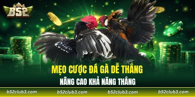 Mẹo cược đá gà dễ thắng nâng cao khả năng thắng